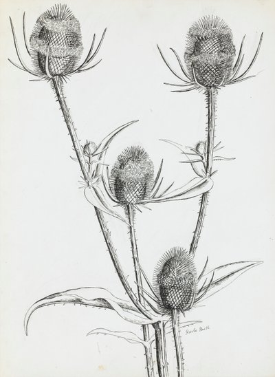 Thistles by Rosalie Brill